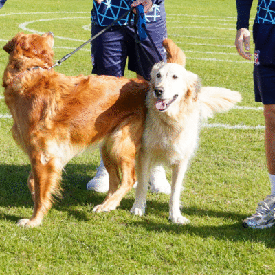 VetMedi.co.uk announced as club partner for 2025/26 season.
